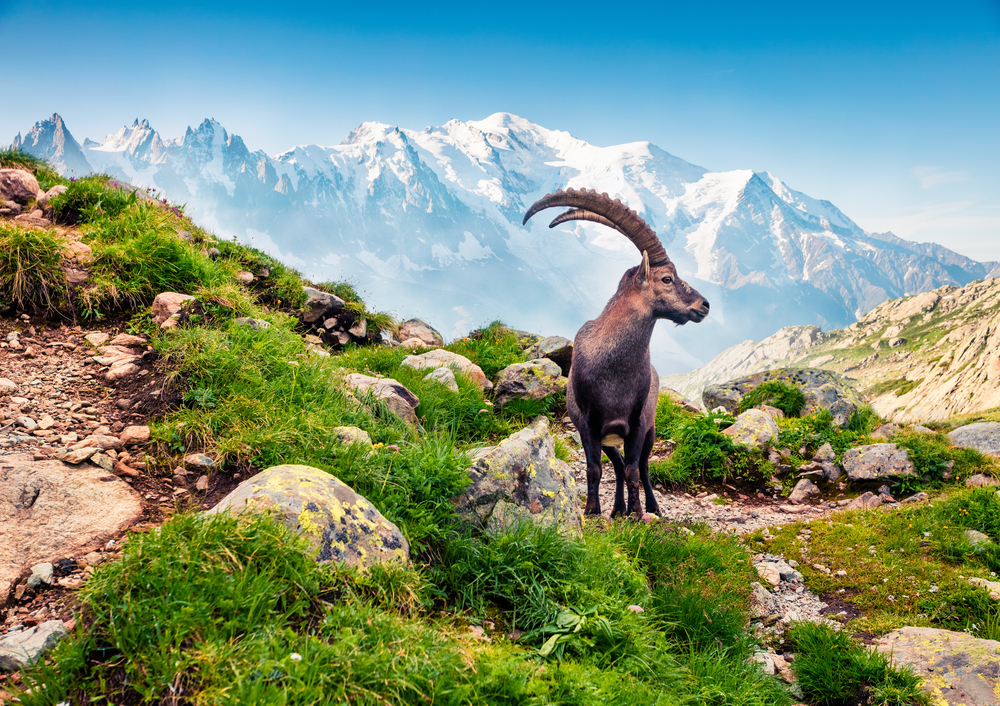 rutas-senderismo-francia-mont-blanc
